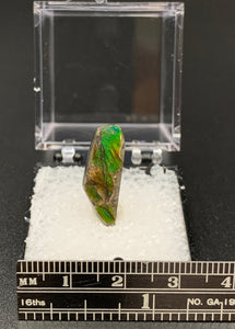 Ammolite #3 Fossil Thumbnail Specimen (Alberta, Canada)