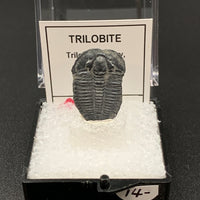 Trilobite #1 Fossil Thumbnail Specimen (Delta, Utah)