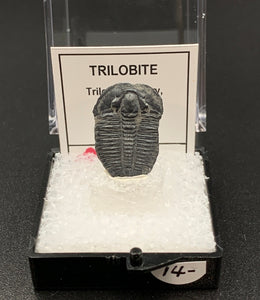 Trilobite #1 Fossil Thumbnail Specimen (Delta, Utah)
