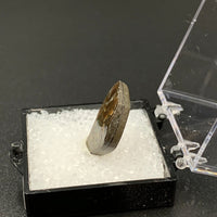 Ammolite #4 Fossil Thumbnail Specimen (Alberta, Canada)