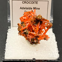 Crocoite #4 (Adelaide Mine, Tasmania)
