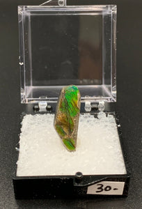 Ammolite #3 Fossil Thumbnail Specimen (Alberta, Canada)