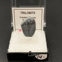 Trilobite #3 Fossil Thumbnail Specimen (Delta, Utah)