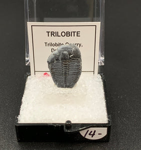 Trilobite #3 Fossil Thumbnail Specimen (Delta, Utah)