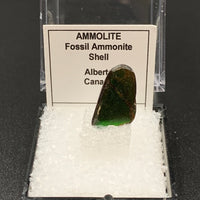 Ammolite #5 Fossil Thumbnail Specimen (Alberta, Canada)