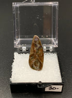 Ammolite #6 Fossil Thumbnail Specimen (Alberta, Canada)
