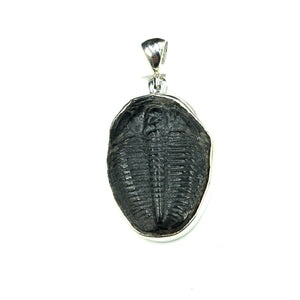 Trilobite Natural Fossil Slice Sterling Silver Pendant